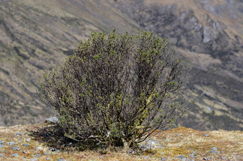 Peru - Treking na Machu Picchu, folklorna prestolnica Puno in jezero Titicaca (2.del)